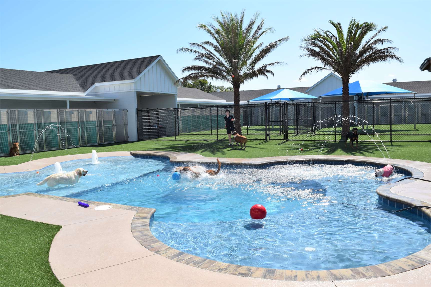 Pet Paradise Lakewood Ranch