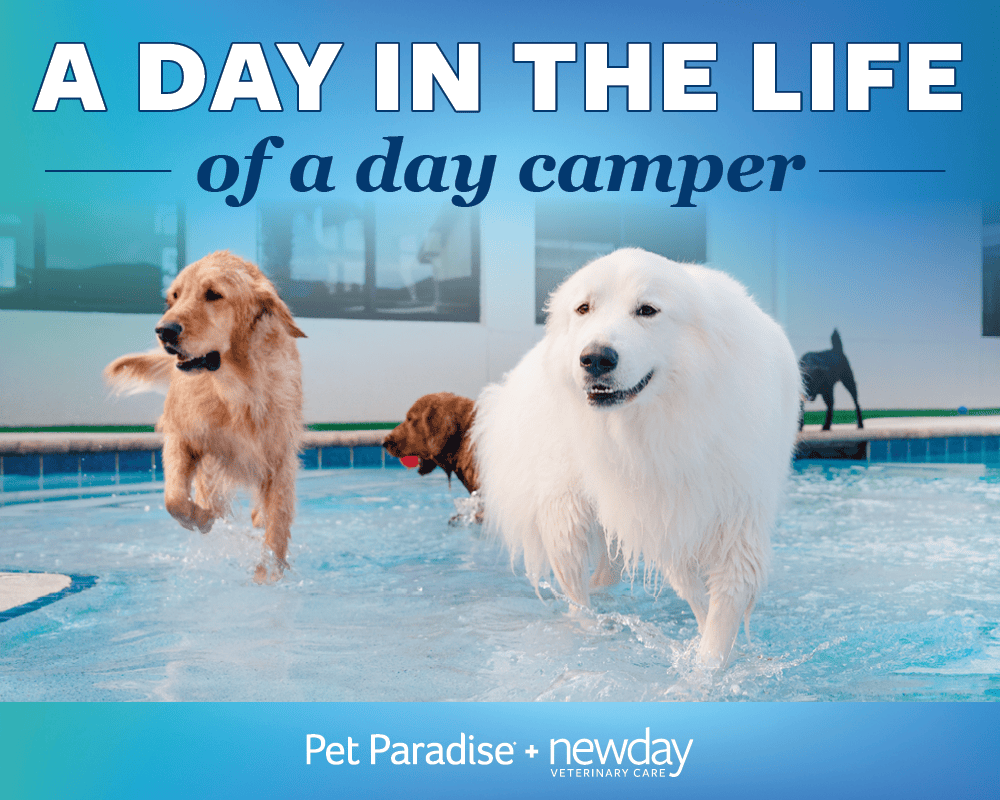 Pet Paradise Day Camp