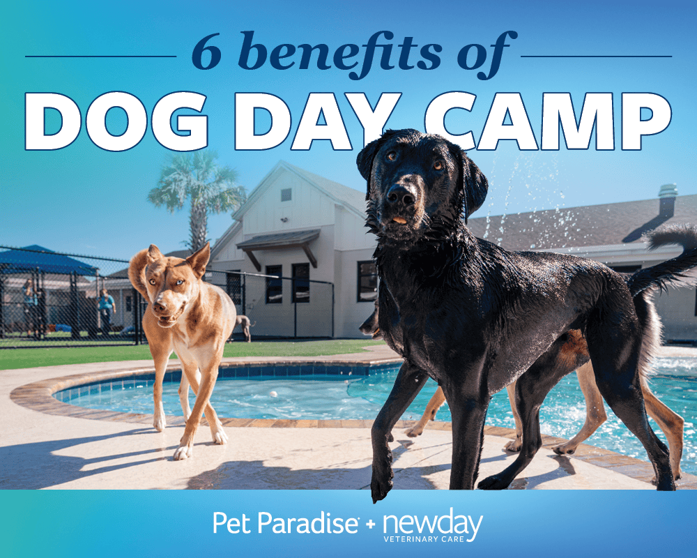 Pet Paradise Day Camp