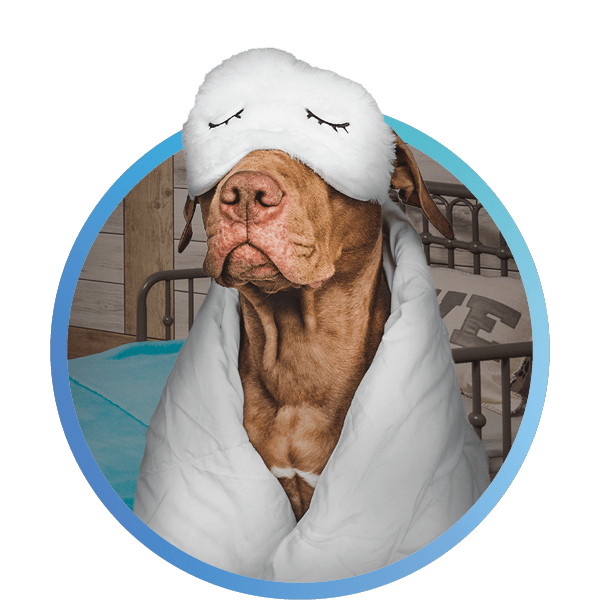 a dog wearing a sleeping mask