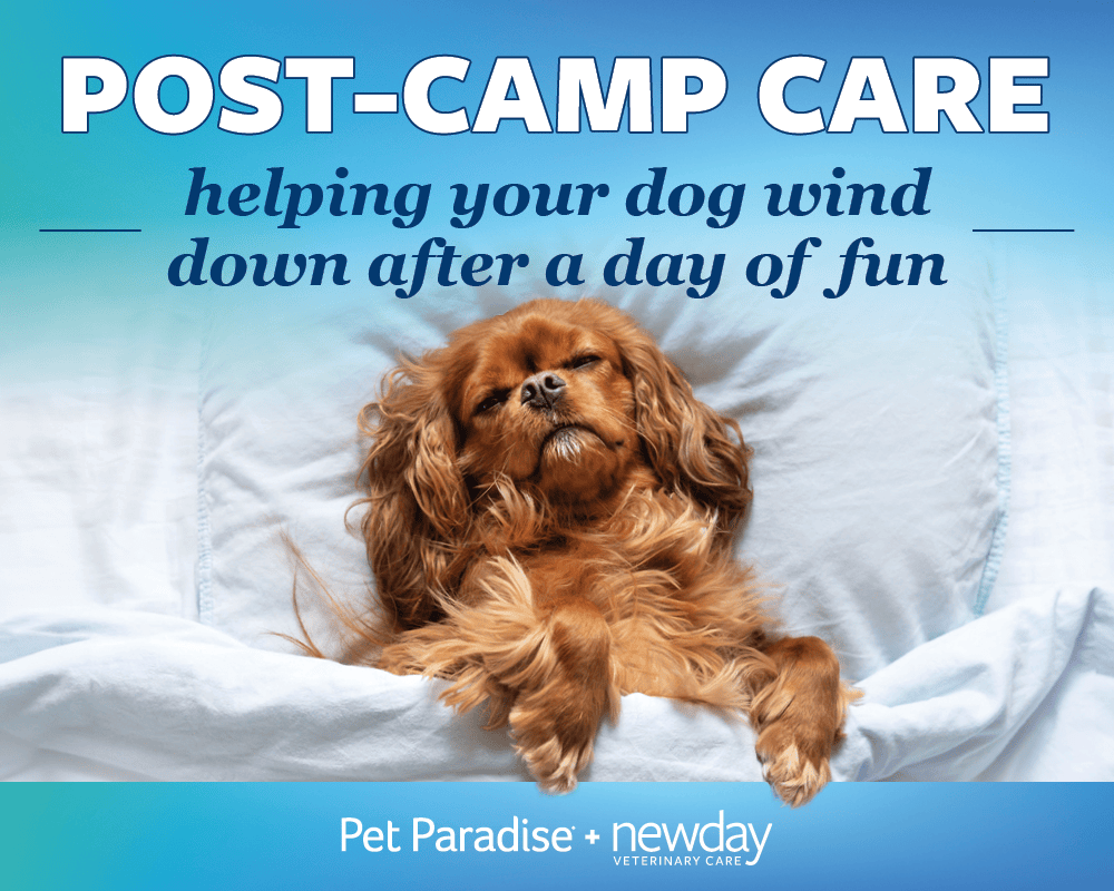 Pet Paradise Day Camp