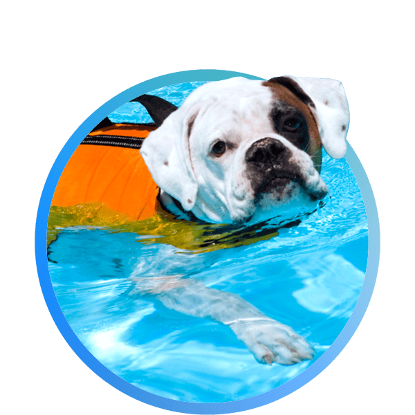 a dog in a life jacket in a pool