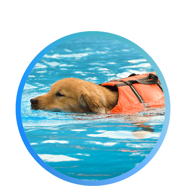 a dog in a life jacket in water