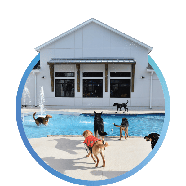 a group of dogs in front of a pool