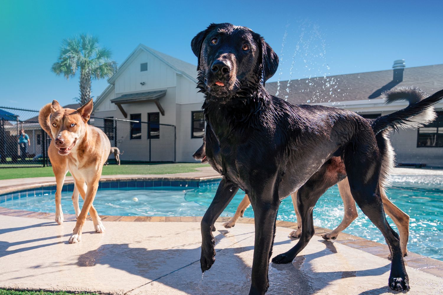 Pet Paradise Day Camp