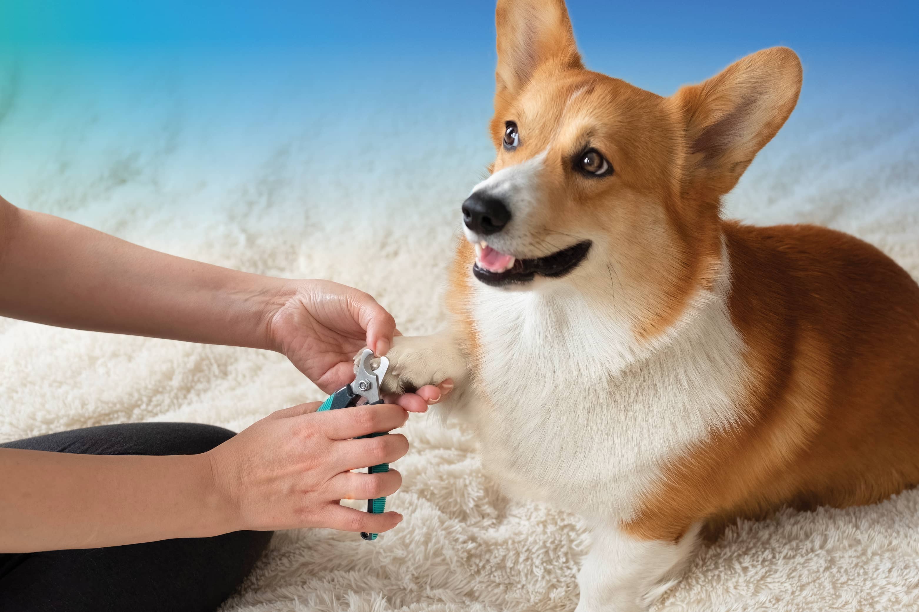 Pet Paradise Nail Trims