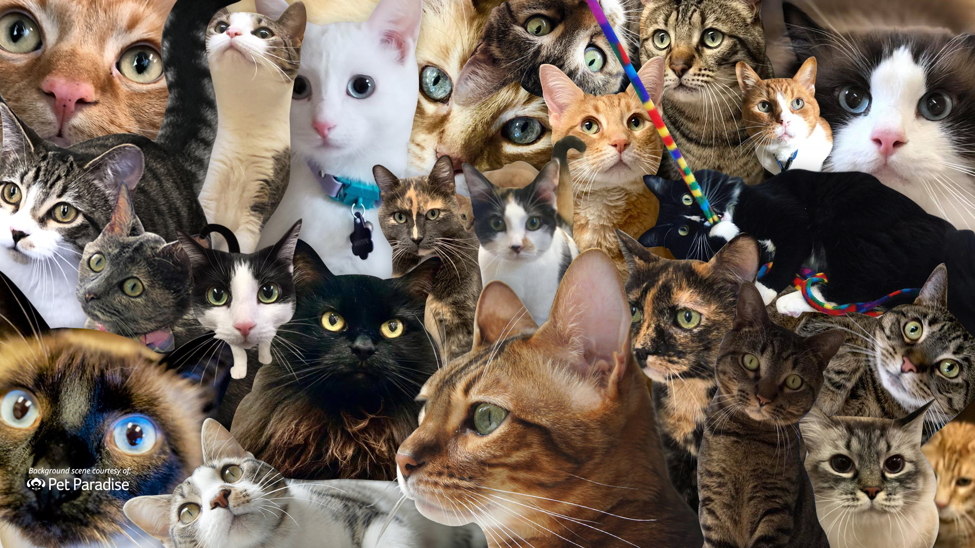Funny zoom backgrounds cats - deathose