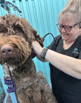 a woman grooming a dog